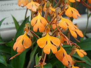 Habernaria rhodocheila